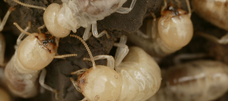 Get a termite (or wood destroying insect) inspection from Centex Home Inspections